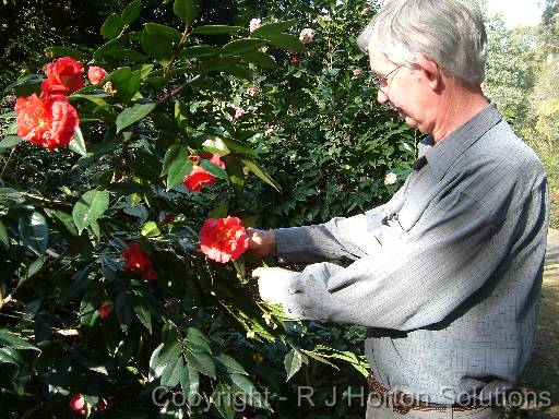 Camellia Giulio Nuccio Bill Fleming 